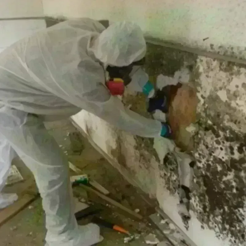 Mold Remediation and Removal in Floral City, FL